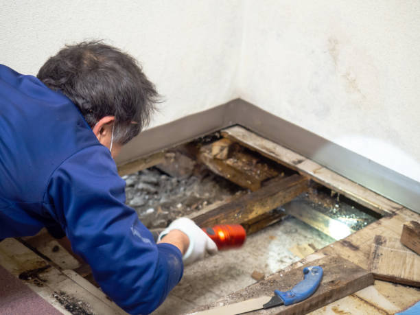 Best Mold Removal for HVAC Installations  in Thunder Mountain, NM